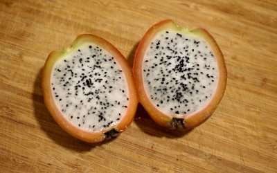 Cereus peruvianus frutto commestibile di un famoso cactus